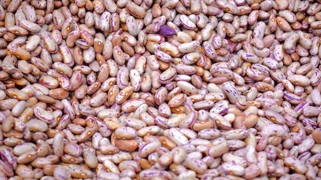 Pinto Beans